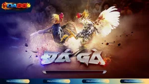 Giới thiệu sơ lược về sảnh cược đá gà trực tiếp DA88